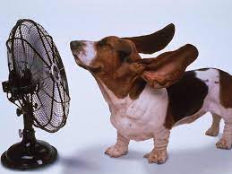 dog enjoying fan air